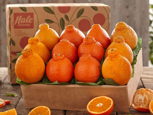 1 Tray - Honeybells & Golden Honeybells