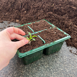 4 Cell Recyclable Green Plastic Professional Plant Tray | Pack of 100