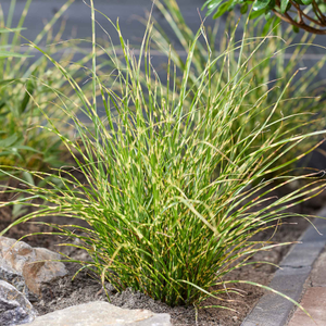 Miscanthus 'Little Tiger'