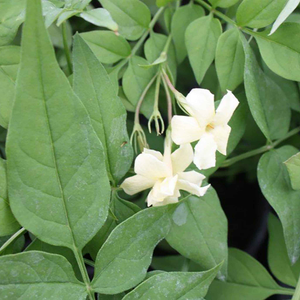 Jasmine 'Clotted Cream'