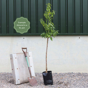Almond Tree | Prunus dulcis 'Robijn'
