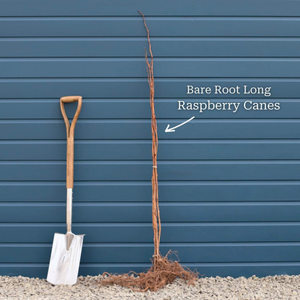 'Octavia' Long Cane Raspberry Plant