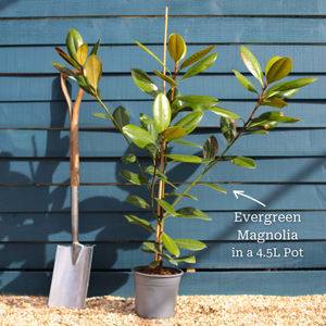 Evergreen Magnolia Tree | Magnolia grandiflora 'François Treyve'