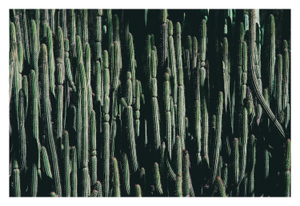 Large Cactus Photograph in Cool Tones Unframed
