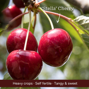 Patio Cherry Tree