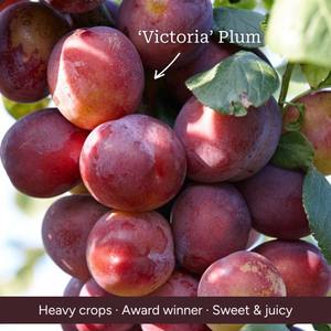 Patio Plum Tree