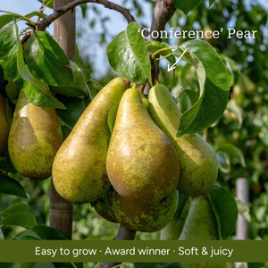 Patio Pear Tree