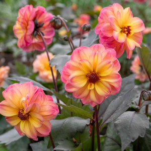 Dahlia 'Mystic Fantasy'