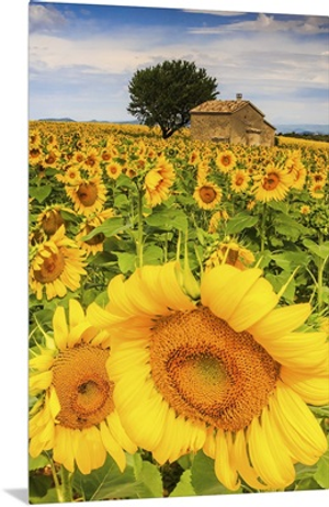 France, Provence-Alpes-Cote d'Azur, Provence, Valensole, Sunflower field near Valensole