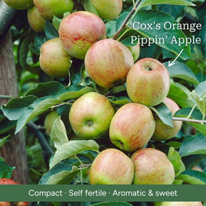 Stepover Apple Tree