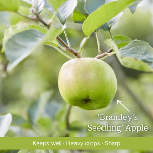 Cordon Apple Tree