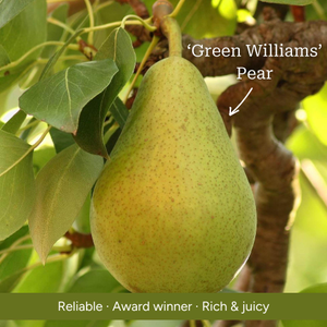 Stepover Pear Tree
