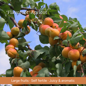 Cordon Apricot Tree
