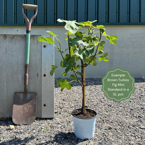 Half-Standard Fig Tree
