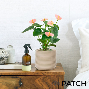 PATCH 'Felicity' the Pink Flamingo Plant with Pot