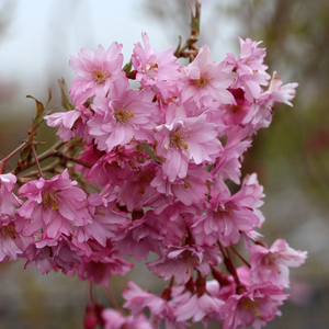 Prunus Fukubana - Flowering Cherry Tree - Mix and Match