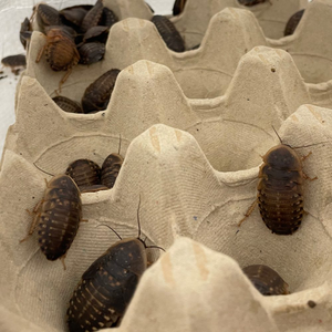 Cockroach Climb Dubia Cockroaches - Bulk Bags of 100 reviews - Reptiles By Post ...