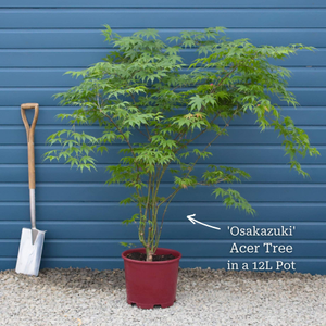 Acer palmatum 'Osakazuki'  | Japanese Maple Tree