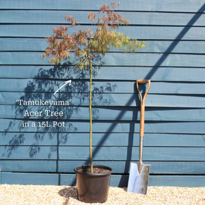 Japanese Maple Tree | Acer palmatum dissectum 'Tamukeyama'