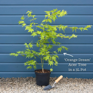 Japanese Maple Tree | Acer palmatum 'Orange Dream'