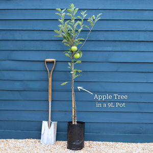 Cooking and Eating Apple Trees | Perfect Partners