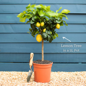 Orange and Lemon Trees | Perfect Partners