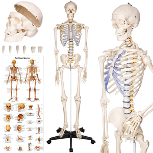 Modello anatomico dello scheletro umano con muscoli ed ossa indicati