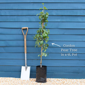Award-Winning Cordon Fruit Tree Collection | Apple, Pear & Plum
