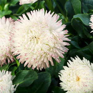 Bellis Bam Bam White Blush | 5 x 6cm Garden Ready Biodegradable Potted Plants
