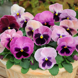 Pansy Matrix Pink Shades | Tray of 10 x 5cm Garden Ready Plants