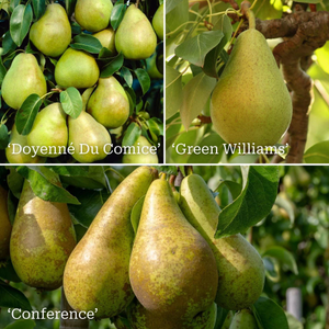Family Pear Tree