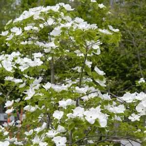 Flowering Dogwood Tree | Cornus florida
