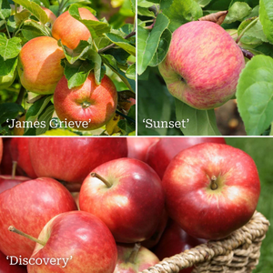 Family Apple Tree