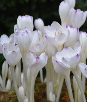 Colchicum byzantinum 'Innocence' Corms