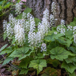 Oakleaf Foamflower