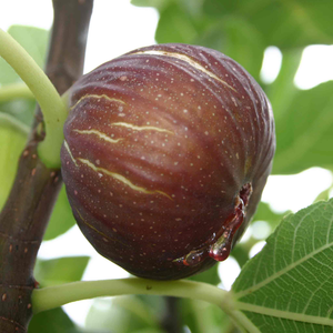 Fig 'Madeline Des Deux Saisons'