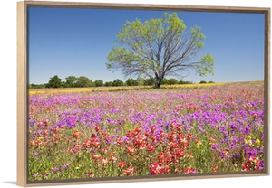 Spring mesquite trees growing in wildflowers, Texas, USA, North America