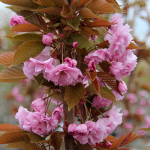 🎁 Prunus Kanzan - Flowering Cherry Tree - Mix and Match (100% off)