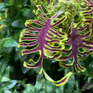 Coleus 'Skeletal'