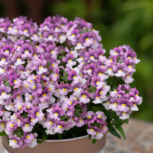 Nemesia 'Nuvo Pink Bicolour'
