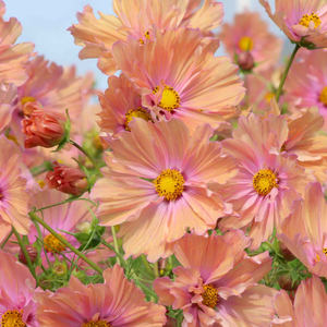 Cosmos 'Apricotta'