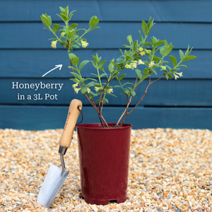 'Blue Velvet' Honeyberry Bush