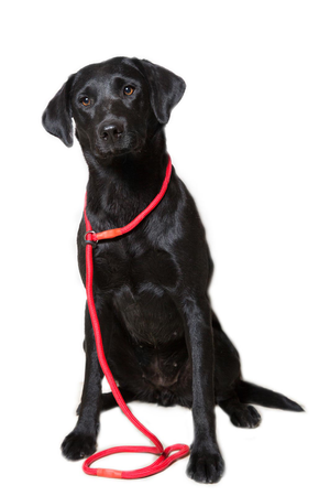 Nylon Slip Leads - Red