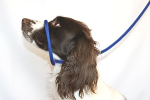 Figure 8 Halter Leads - Braided Nylon - Blue