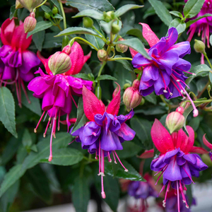 Fuchsia 'Winston Churchill'