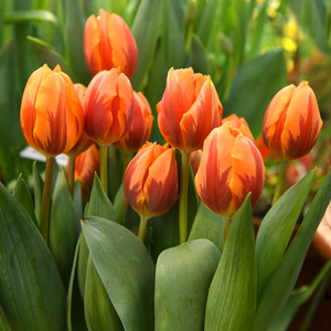 Tulip Princess Irene | 5 Bulbs Per Pack