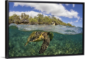 Green Sea Turtle Lifts Its Head For A Breath Over A Shallow Reef In Hawaii