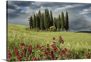 Cypress trees in the Tuscan countryside