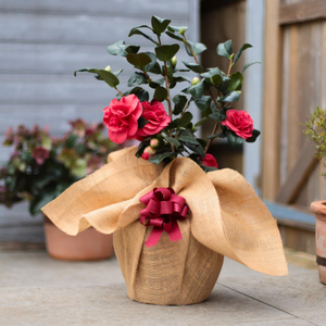 Gift Wrap