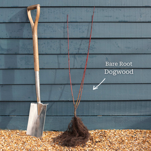 Common Dogwood | Cornus sanguinea 'Midwinter Fire'